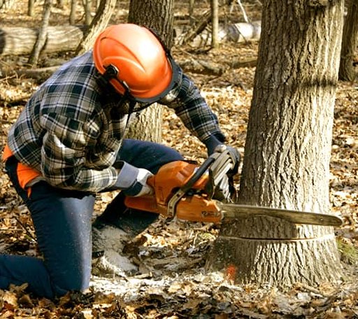 Tree Removal in Pittsburg, NH